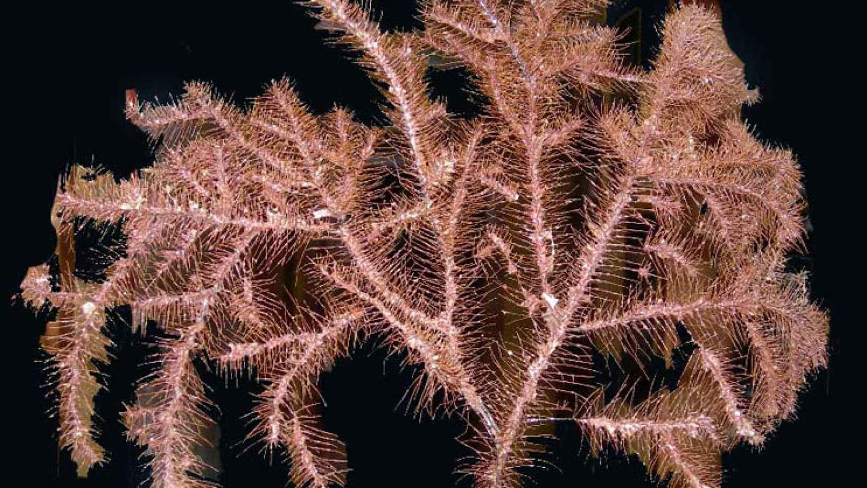 Esta especie de coral negro (Trissopathes sp) capturada en el Banco de Galicia pertenece a un género desconocido en aguas europeas, y es nueva para la Ciencia