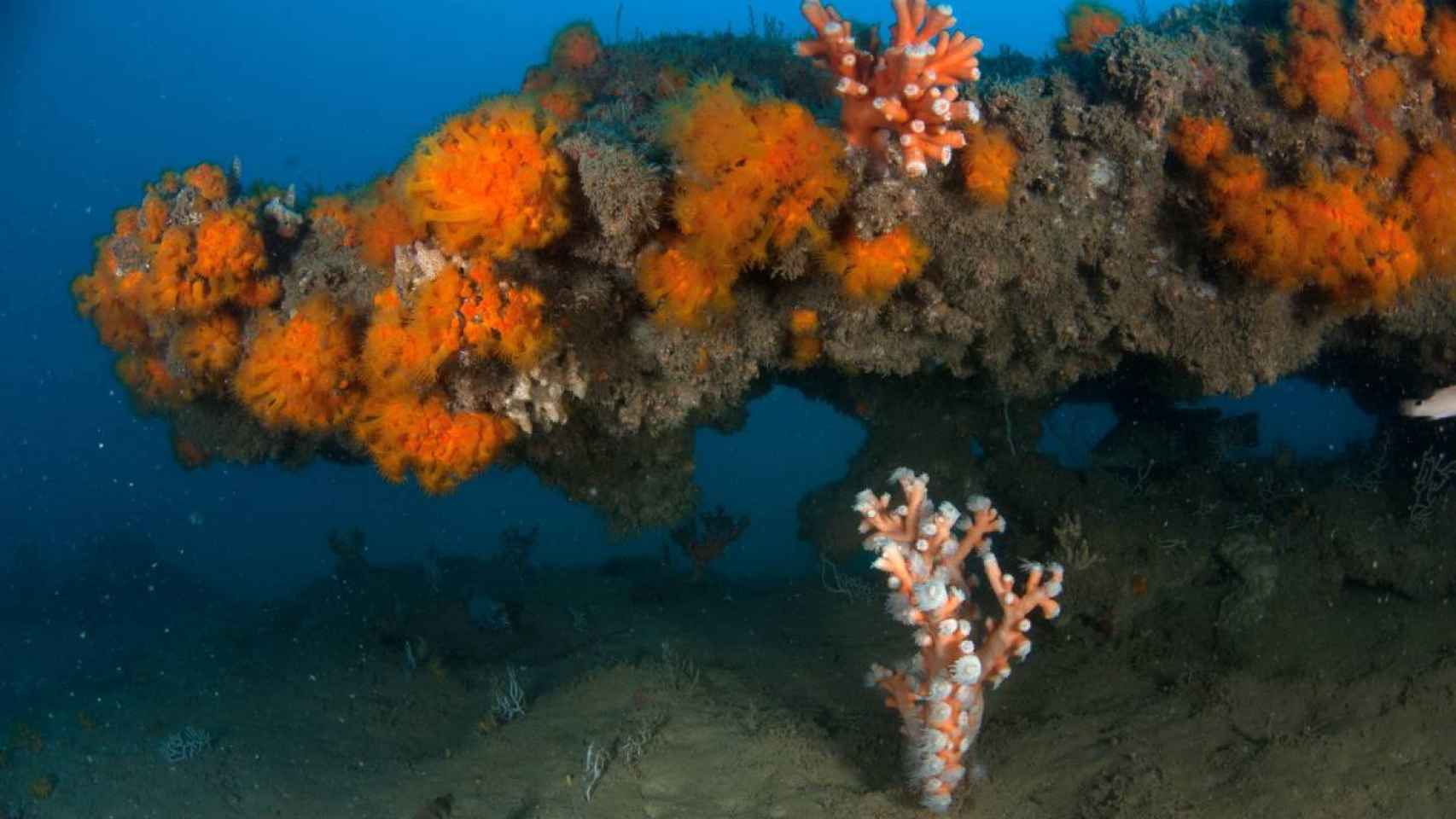 Corales anaranjados (Astroides calycularis) y corales árbol (Dendrophyllia ramea) en Rota (Cádiz)