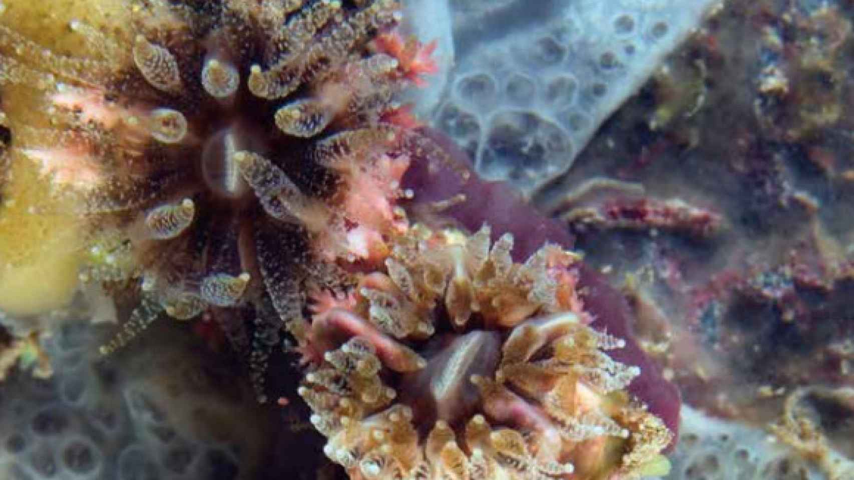 Corales solitarios pertenecientes a la familia Caryophyllidae