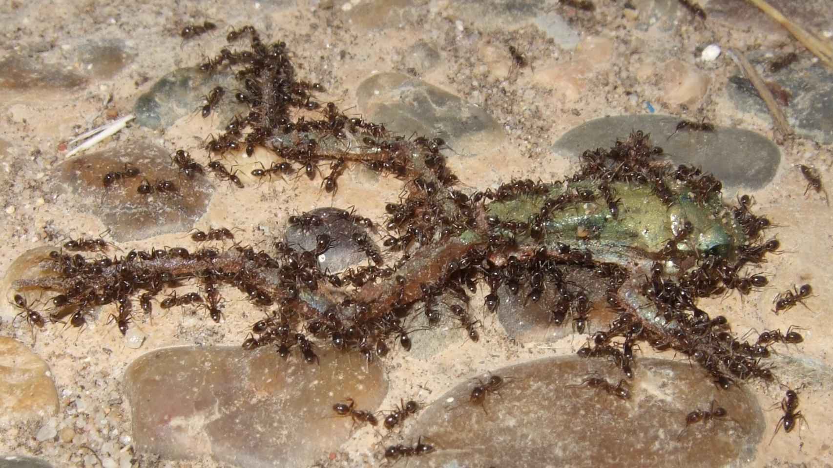 Un grupo de hormigas argentinas ataca a un ejemplar de anfibio juvenil en Doñana.