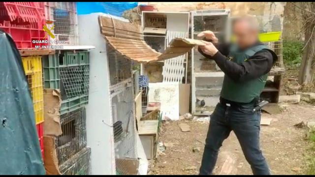 6 investigados por robar palomos de competición valorados en 50.000 euros.