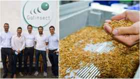 Galinsect, la primera granja de insectos de Galicia.