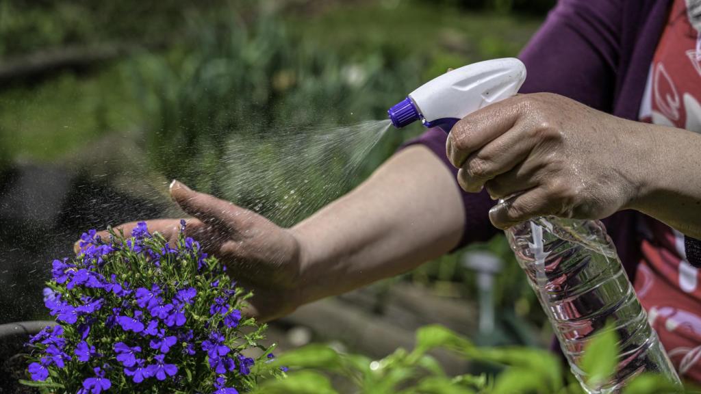 Pulverizar con agua las plantas es una de las claves para mantenerlas sanas