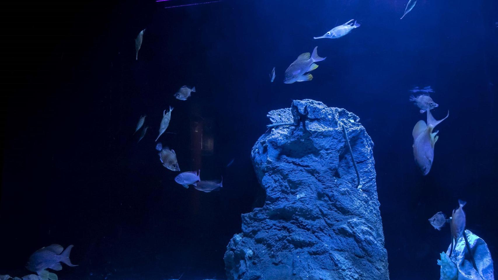 El Aquarium Finisterrae de A Coruña.