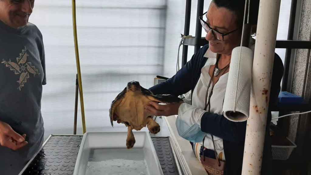 Maica Larriba con una tortuga rescatada por la Cemma en las instalaciones de la ONG.