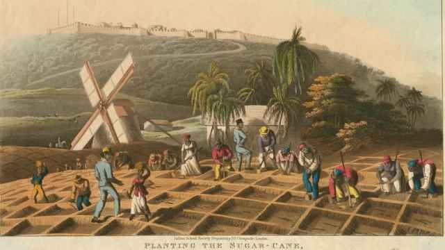 Grabado del siglo XIX que muestra una plantación de caña de azúcar en Haití.