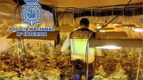 La Guardia Civil desarticula un punto de cultivo y venta de marihuana.