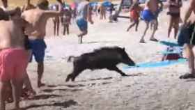 El jabalí que sorprendió a los bañistas en la playa del Albir la semana pasada.