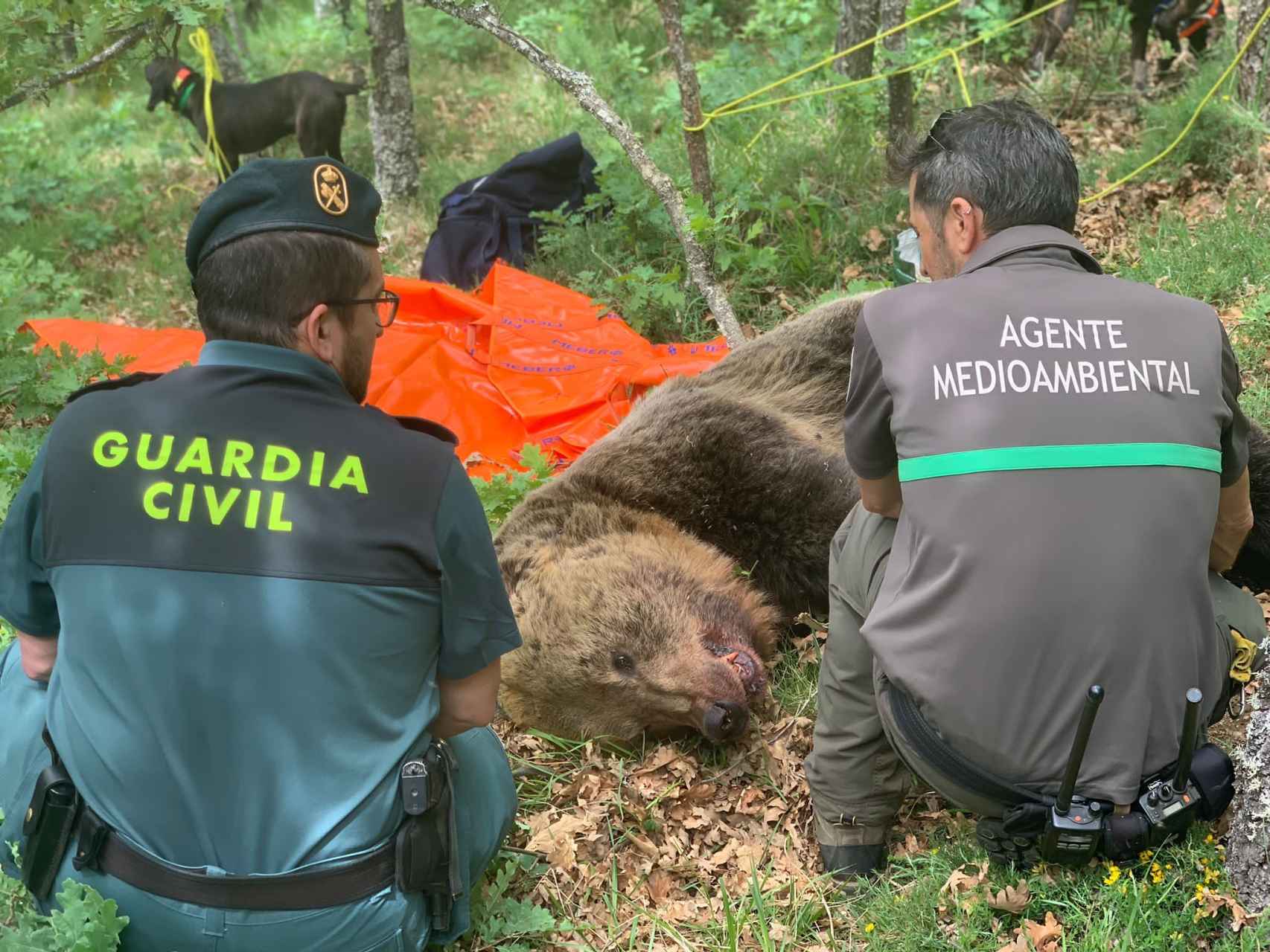 Imagen del momento del rescate del cadáver de oso pardo en la Montaña Palentina.