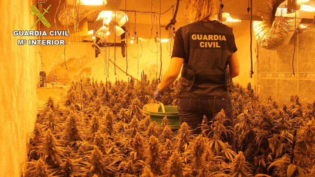 La Guardia Civil desmantela una plantación “indoor” de marihuana en Torrejón del Rey