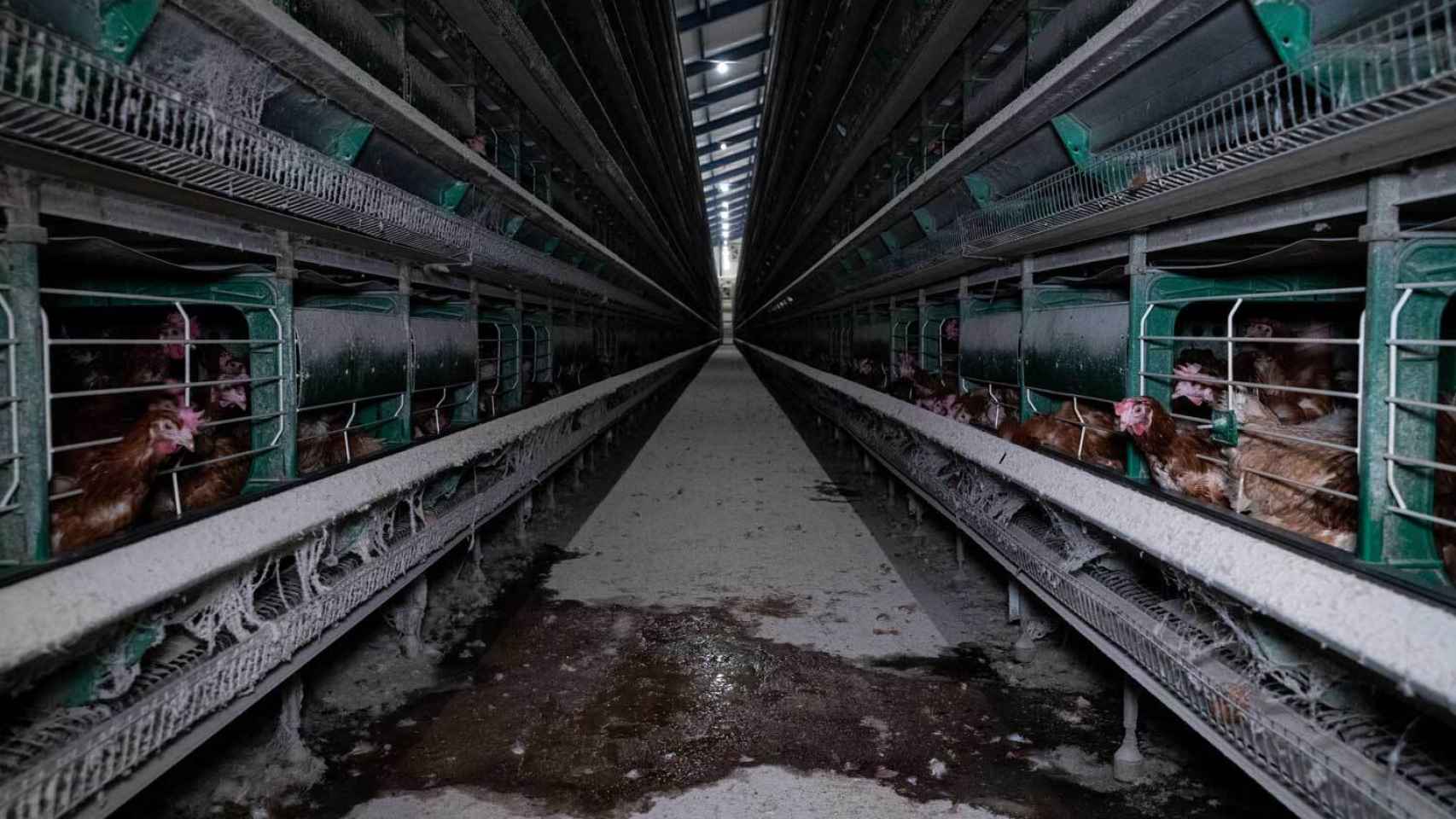 Varias gallinas en jaulas en una explotación intensiva