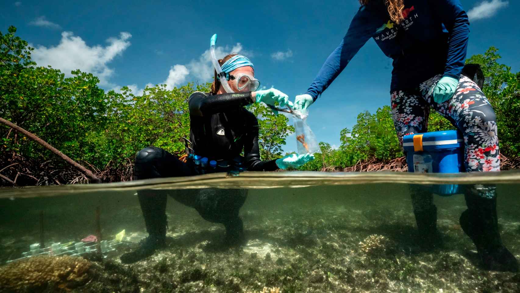 Emma Camp recogiendo una muestra de una colonia de corales recién descubierta.