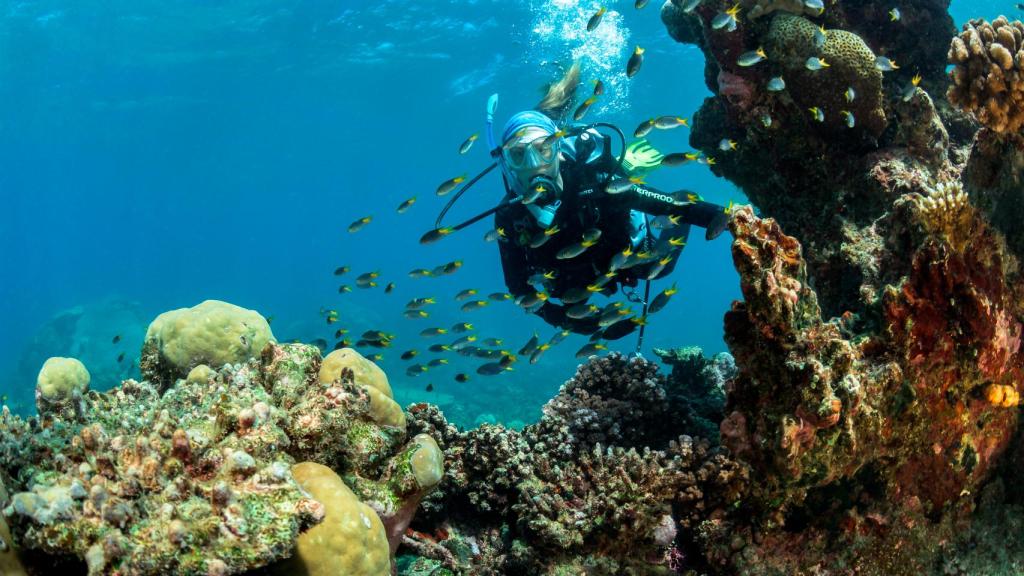 Emma Camp observa una colonia de corales sana en Opal Reef.