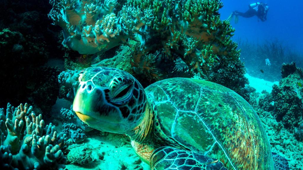 Una tortuga verde de mar descansando mientras Emma Camp (en el fondo) regresa a campamento.