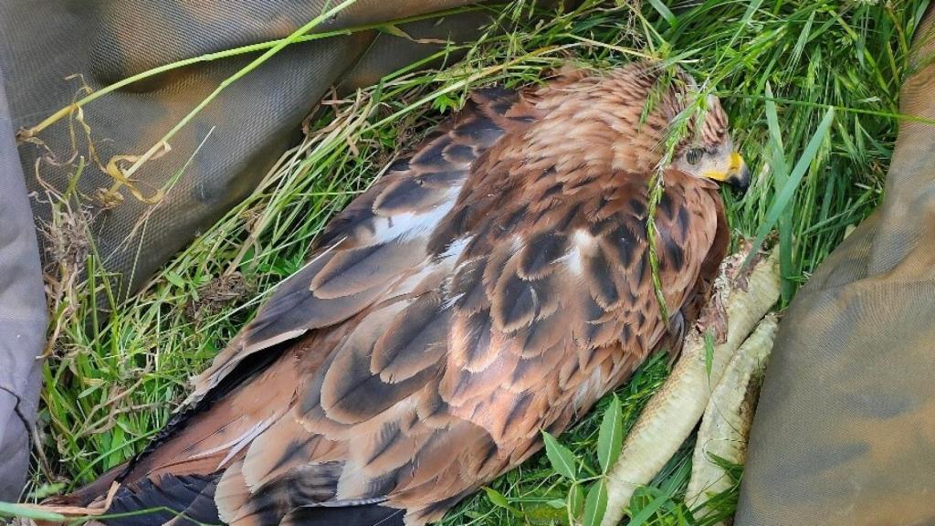 Rescatan un pollo de milano real en la comarca de Navafría