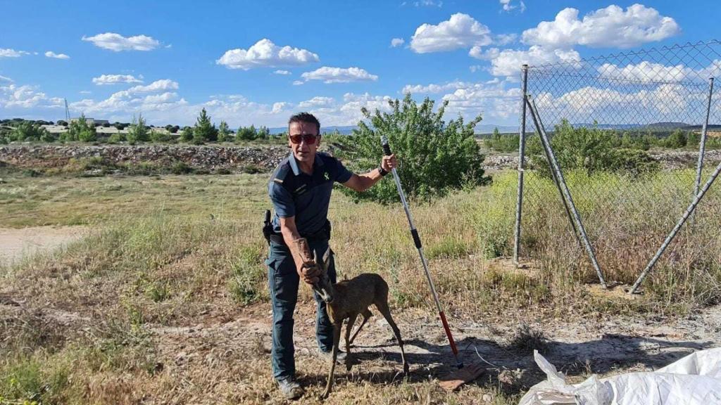 Momento en el que un agente saca al corzo de la balsa de purines en Soria.