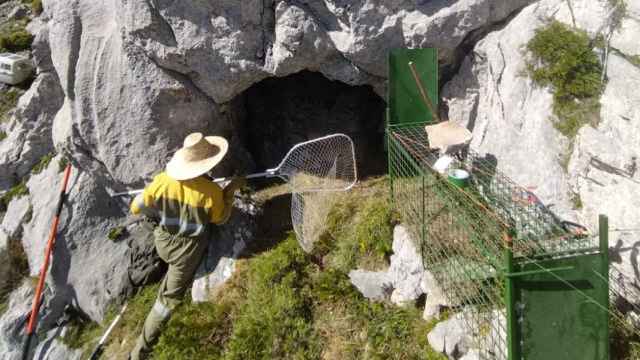 Los agentes medioambientales trabajan en la cueva donde se refugia la osa despeñada en la Montaña Palentina