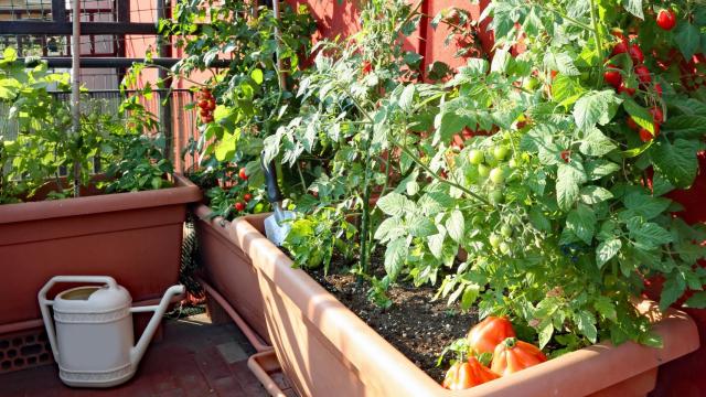 Tomateras en una terraza.