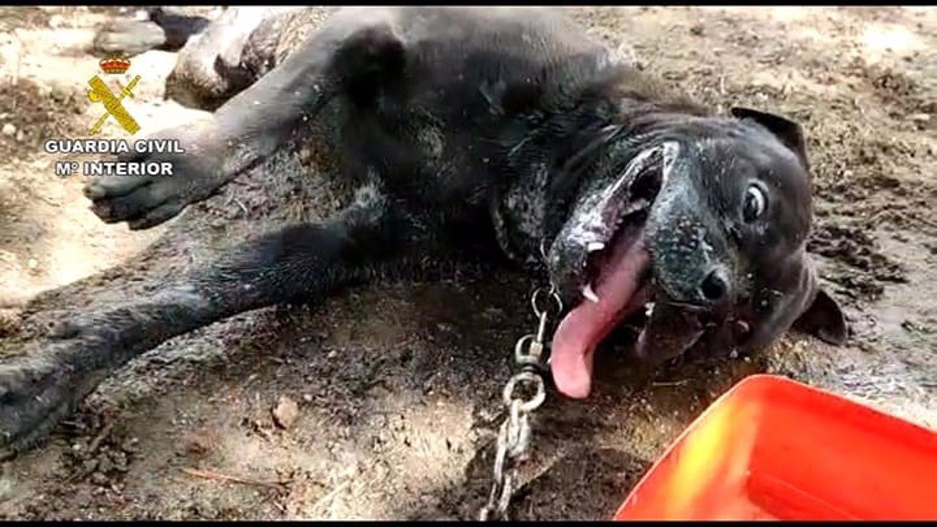 El perro de una vecina de Boiro que murió envenenado (Guardia Civil).