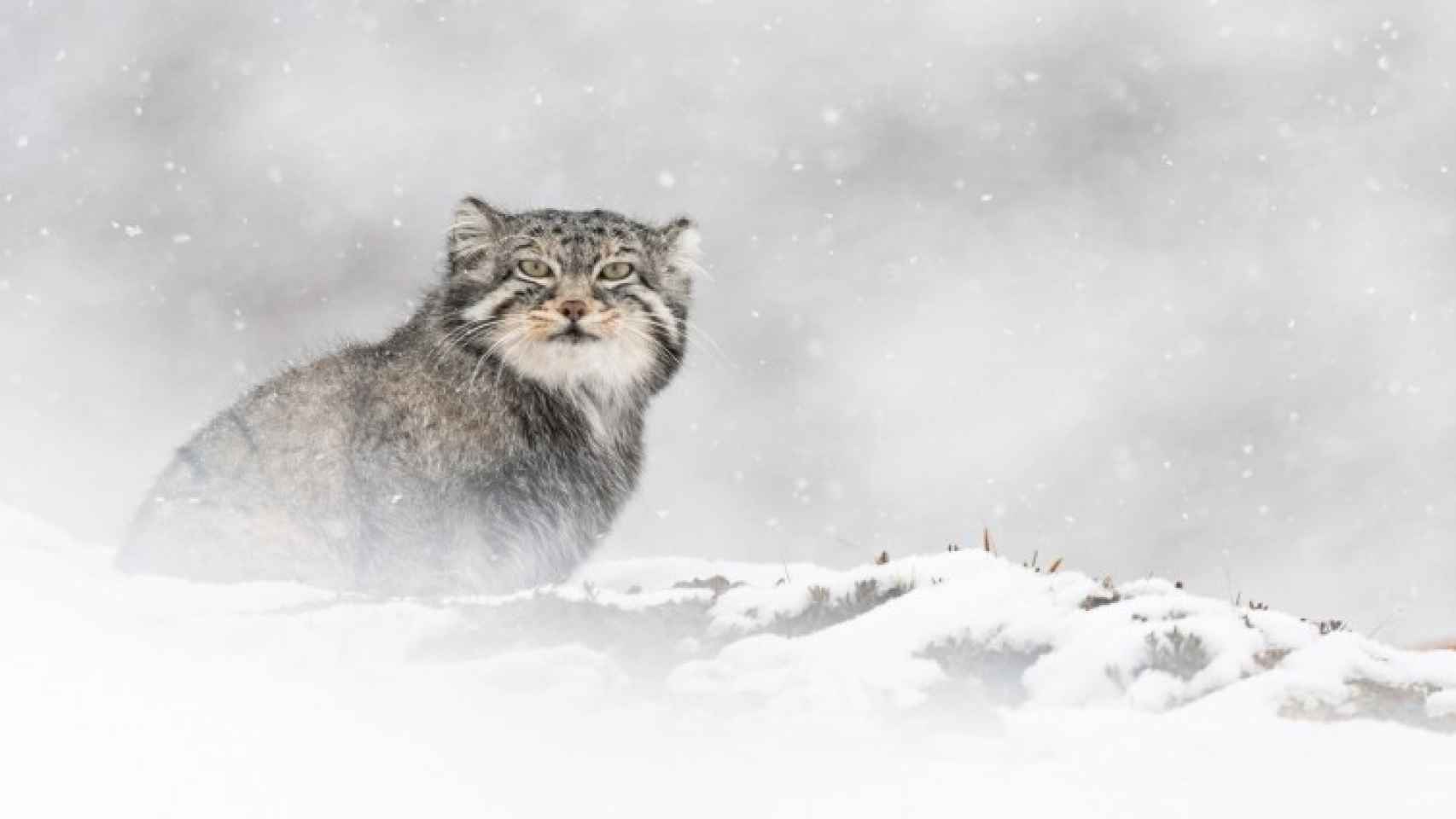 Una de las espectaculares imágenes del documental 'El leopardo de las nieves'