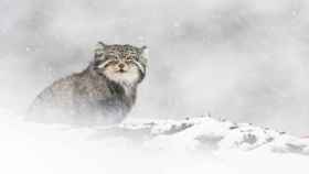 Una de las espectaculares imágenes del documental 'El leopardo de las nieves'