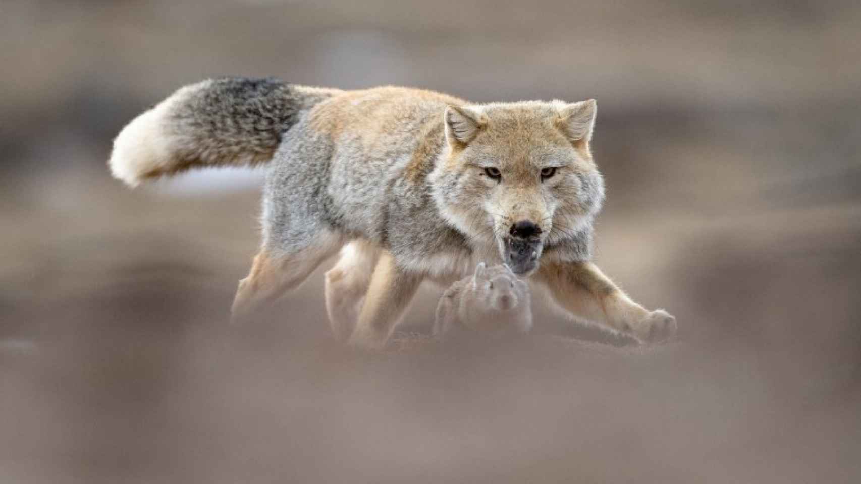 Un zorro caza un conejo en el Tíbet