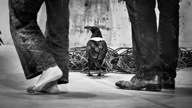 El cuervo Gus, entre las piernas de Camille Decourtye y Blaï Mateu Trias. Foto: François Passerini