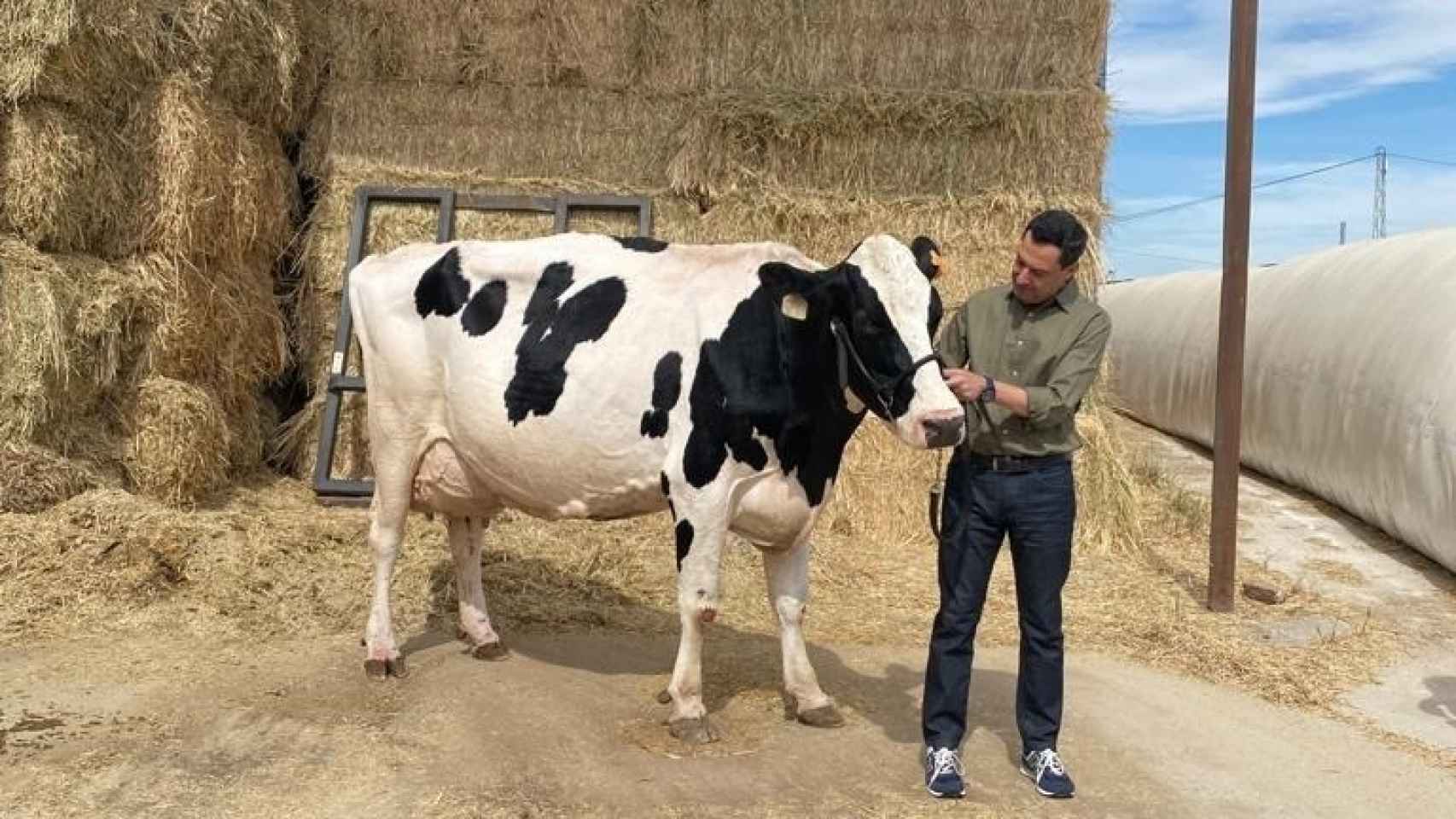 Juanma Moreno junto a la vaca Fadie