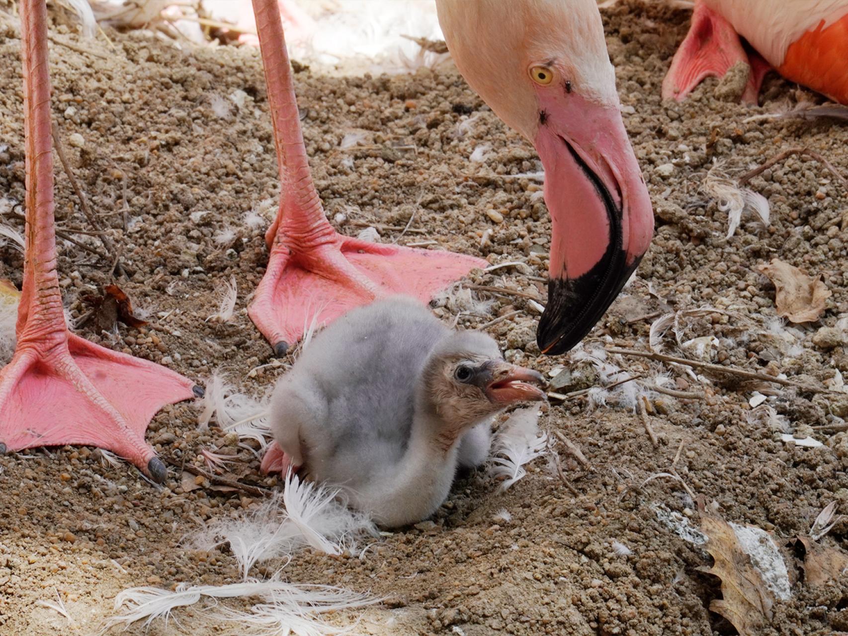 Así son los primeros polluelos de flamenco rosa nacidos este año en el  Bioparc Fuengirola (Málaga)