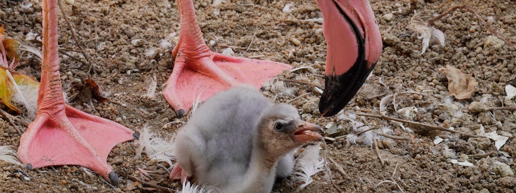 Así son los primeros polluelos de flamenco rosa nacidos este año en el  Bioparc Fuengirola (Málaga)