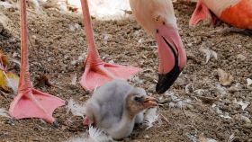 Nacen los primeros polluelos de flamenco  en Fuengirola.