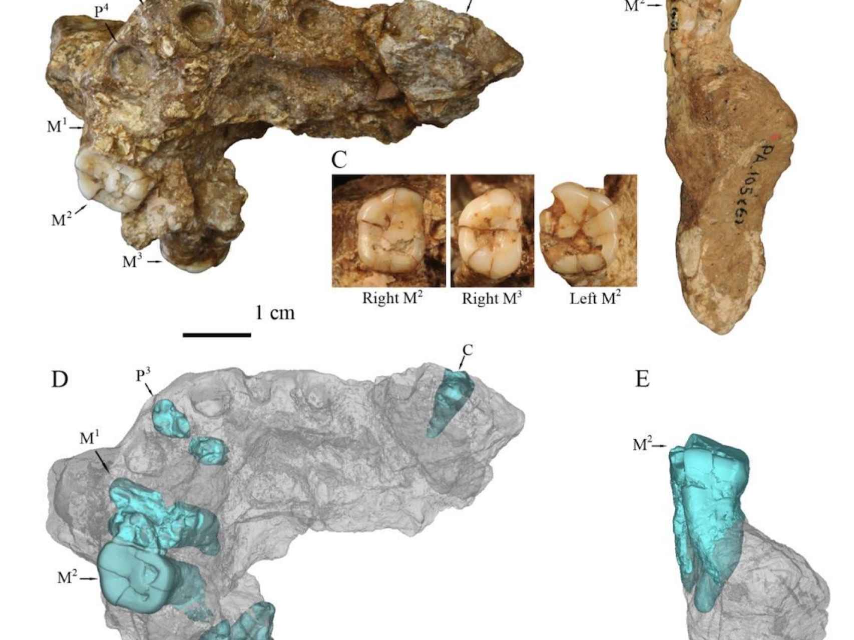 Fósiles encontrados en el yacimiento chino de Gongwangling.