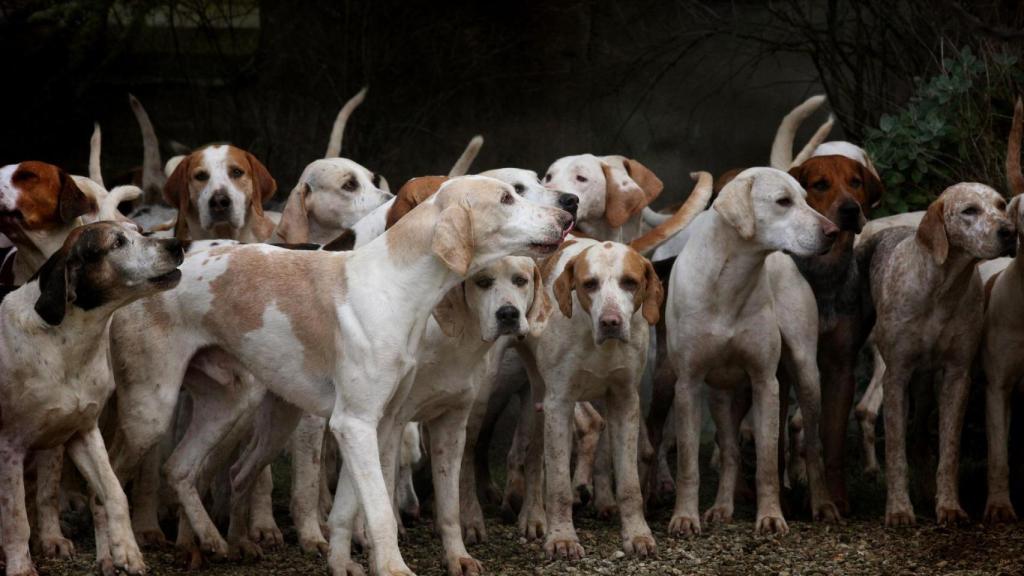 hay perros de pura raza