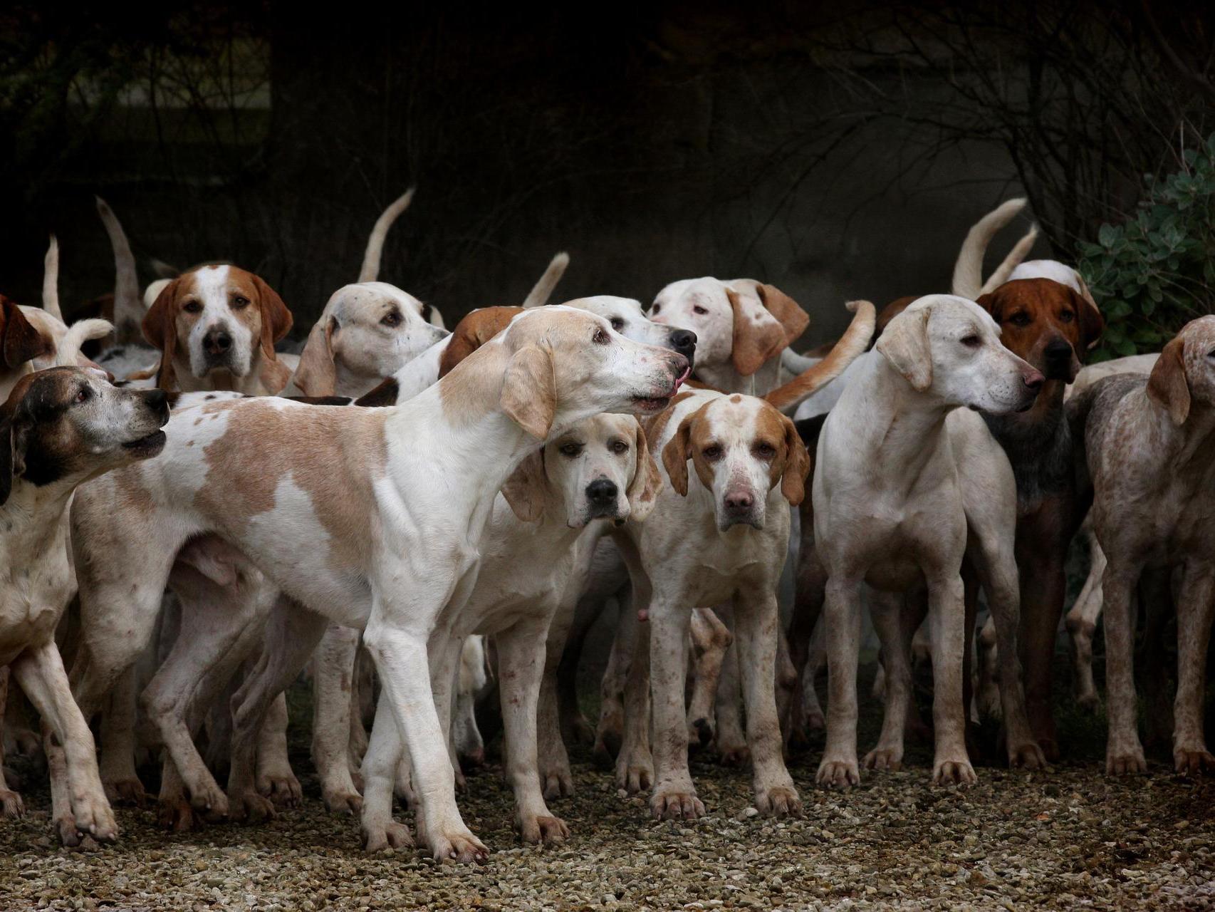 son mejores los perros de raza mixta que los de raza pura