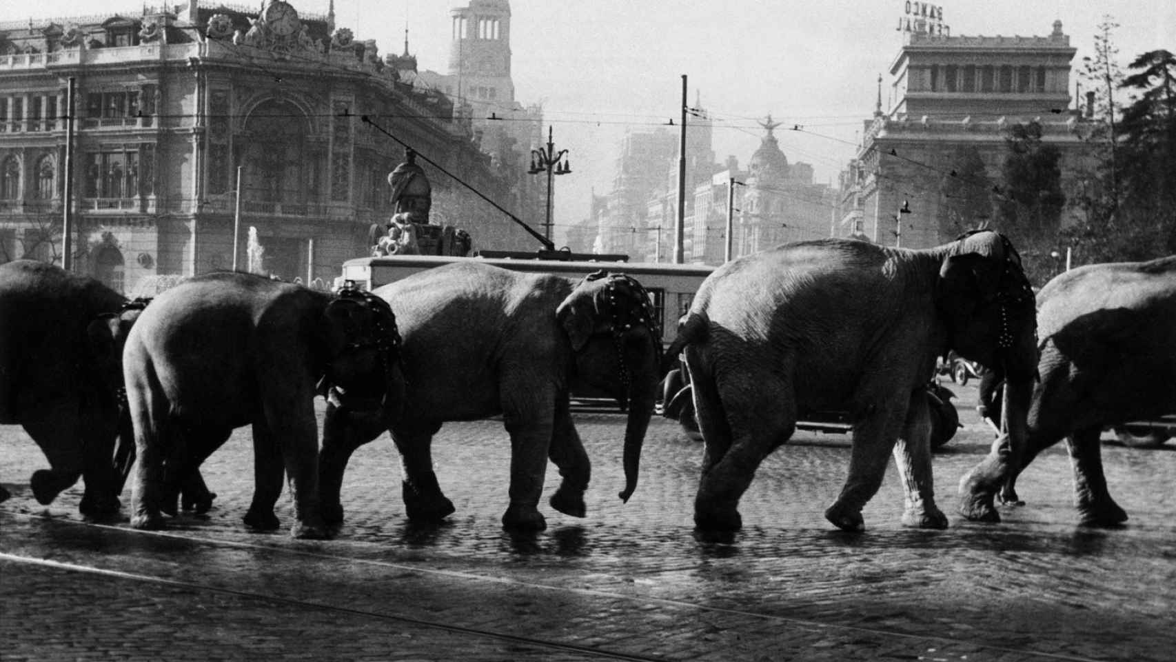 Elefantes delante de la Cibeles en los años 50. / Foto: Cifra