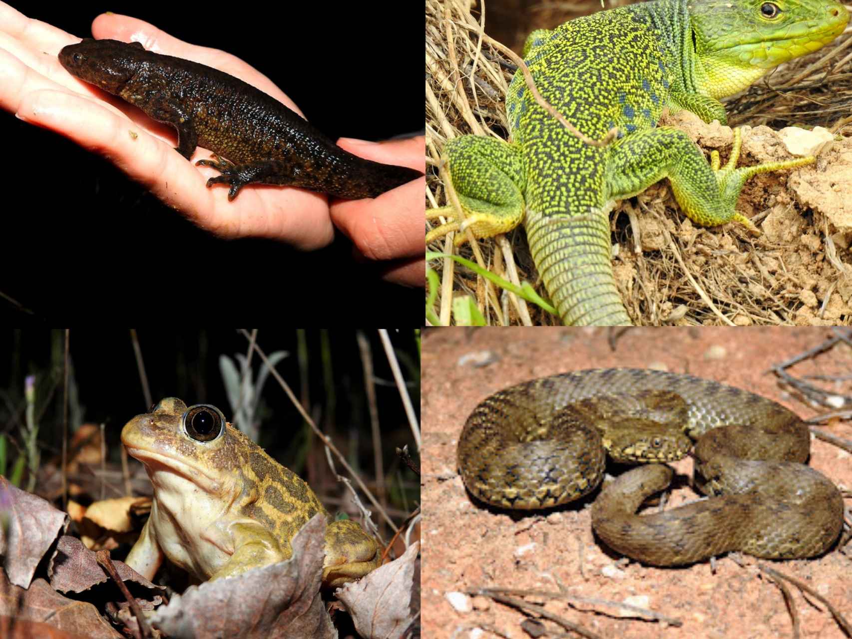 Algunos anfibios y reptiles habituales en Almazán