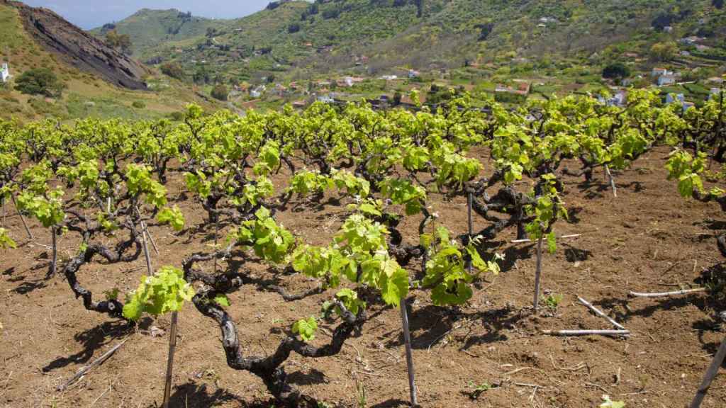 Viñedos en Gran Canaria.