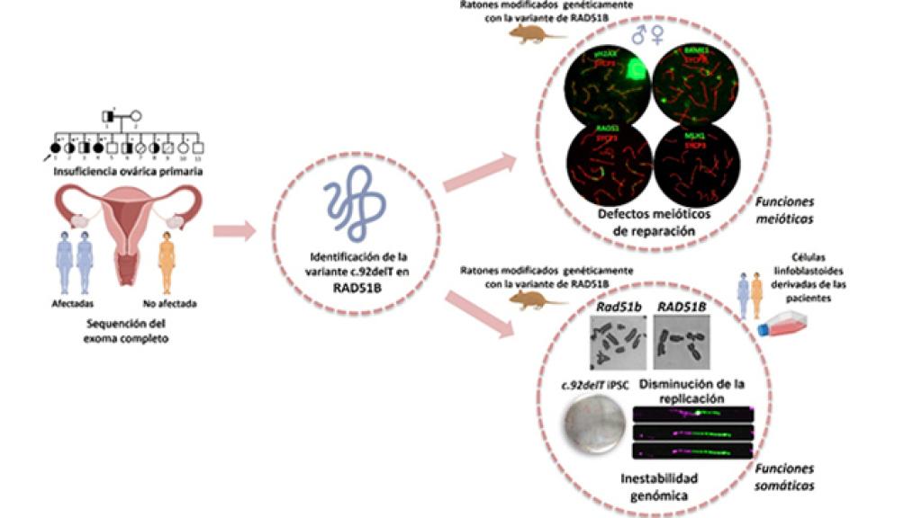 El gen mutado RAD51B está implicado en un tipo de infertilidad femenina