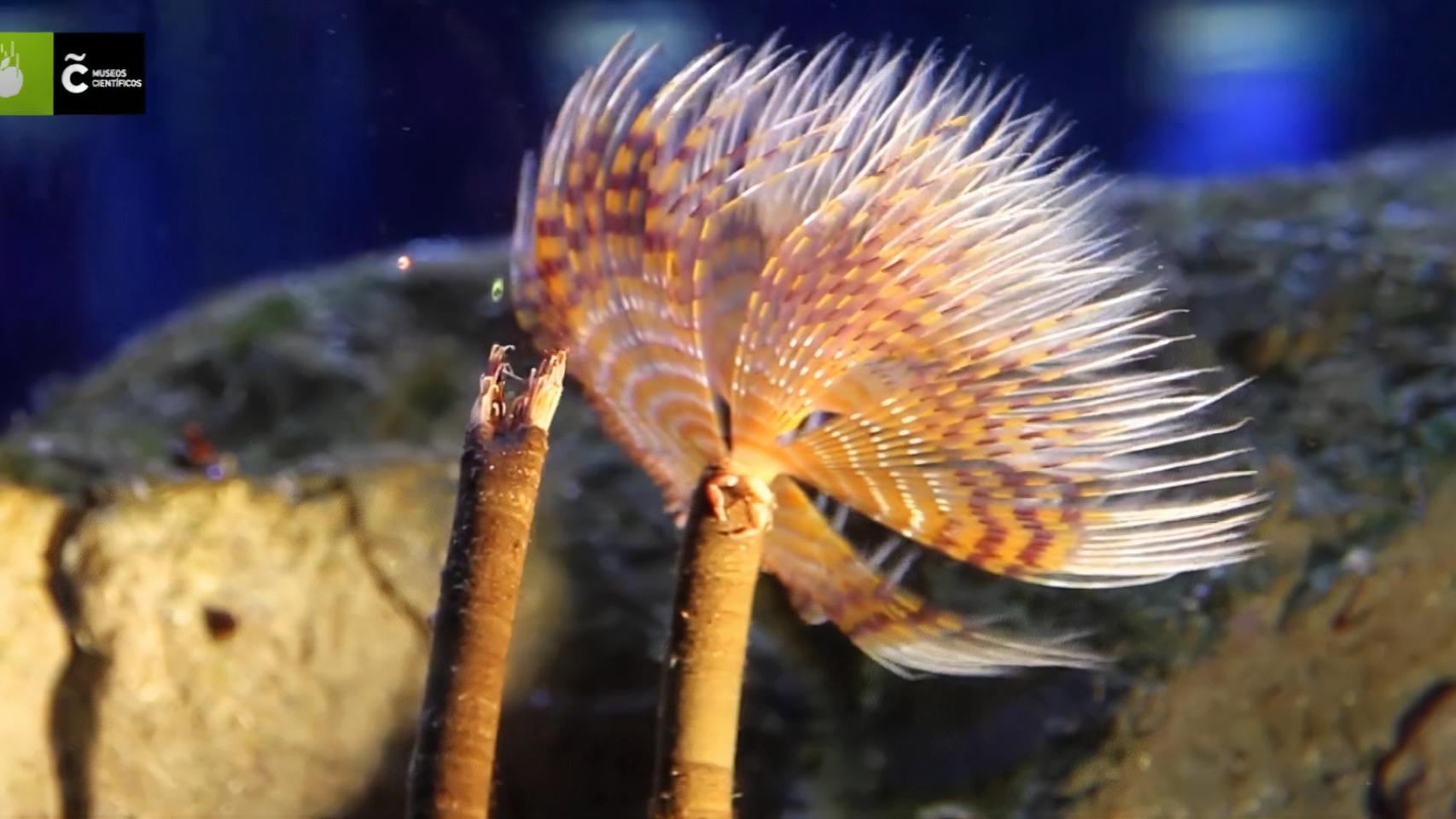 Uno de los poliquetos del Aquarium de A Coruña.