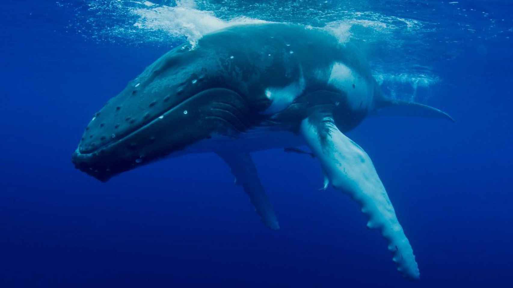 Una ballena rorcual común, el segundo mayor animal del planeta.
