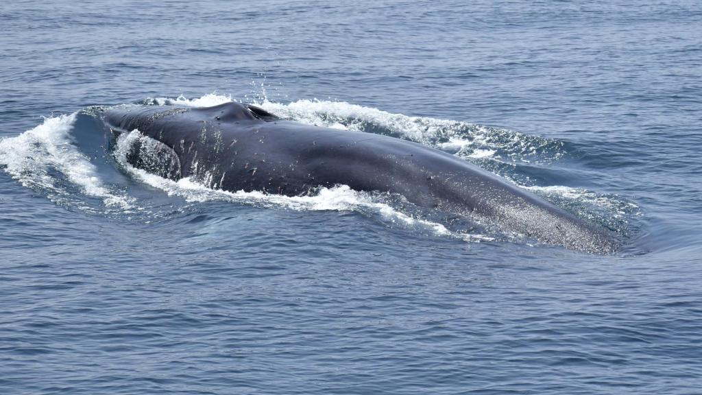 Una ballena rorcual común nada por el Estrecho de Gibraltar.