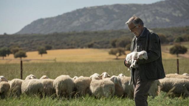 Un queso manchego, primero con Certificación de Bienestar Animal en España