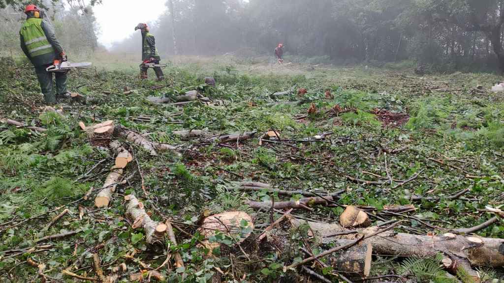 Greenpeace pide a Naturgy que respete las especies autóctonas de los montes de Vigo