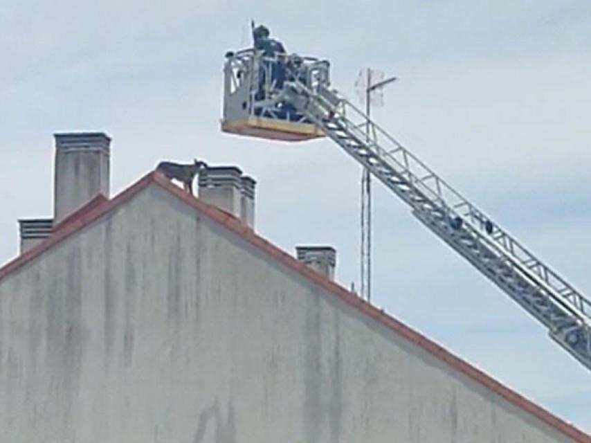 Los Bomberos de la Diputación rescatan a un perro en lo alto de un tejado en Renedo