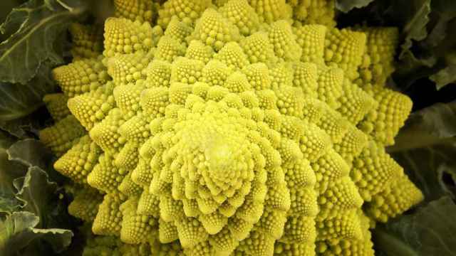 El romanesco (Brassica oleracea), una variedad verde de coliflor que presenta geometría fractal en su estructura.