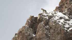 Una imagen de 'El leopardo de las nieves'