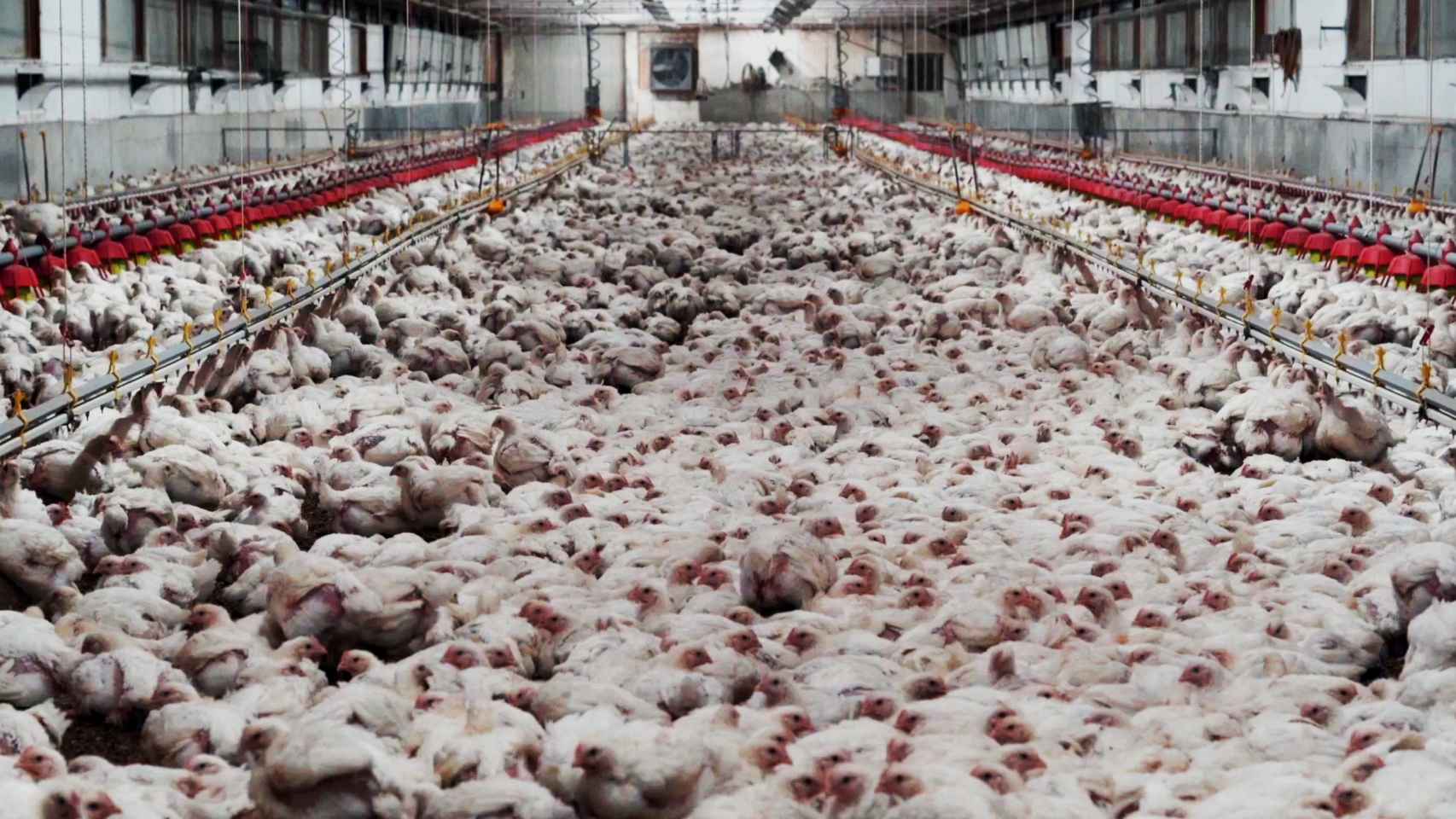 Imagen de archivo de una granja de pollos de engorde.