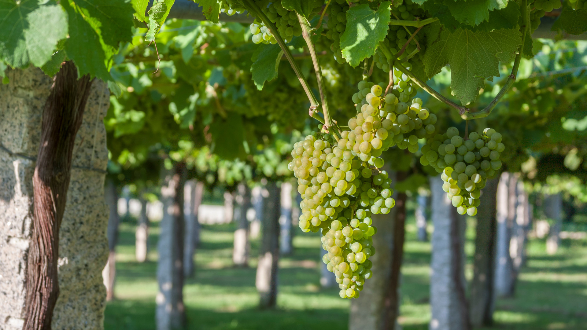 Viñedo de uva albariño en Galicia. Foto: Shutterstock