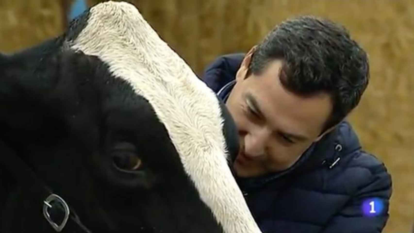 El candidato Juanma Moreno Bonilla, en su primer encuentro con la vaca Fadie en noviembre de 2018, cuando se le escuchó en un vídeo de TVE  pidiéndole el voto.