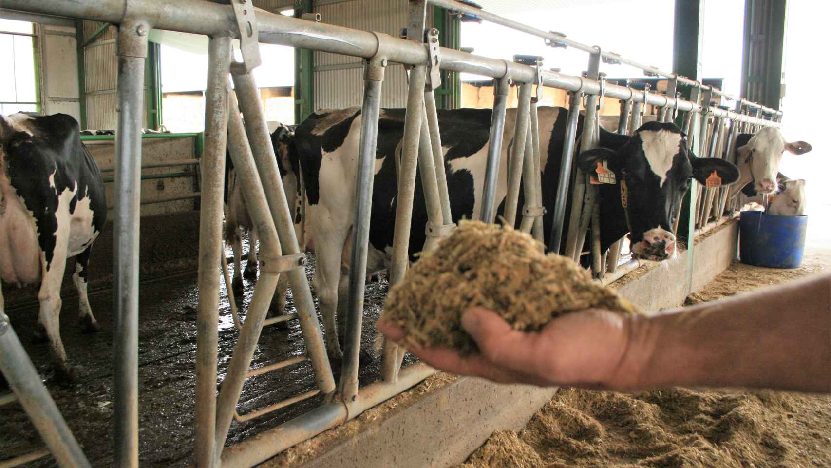 Vacas jóvenes comen pienso en una nave de una granja